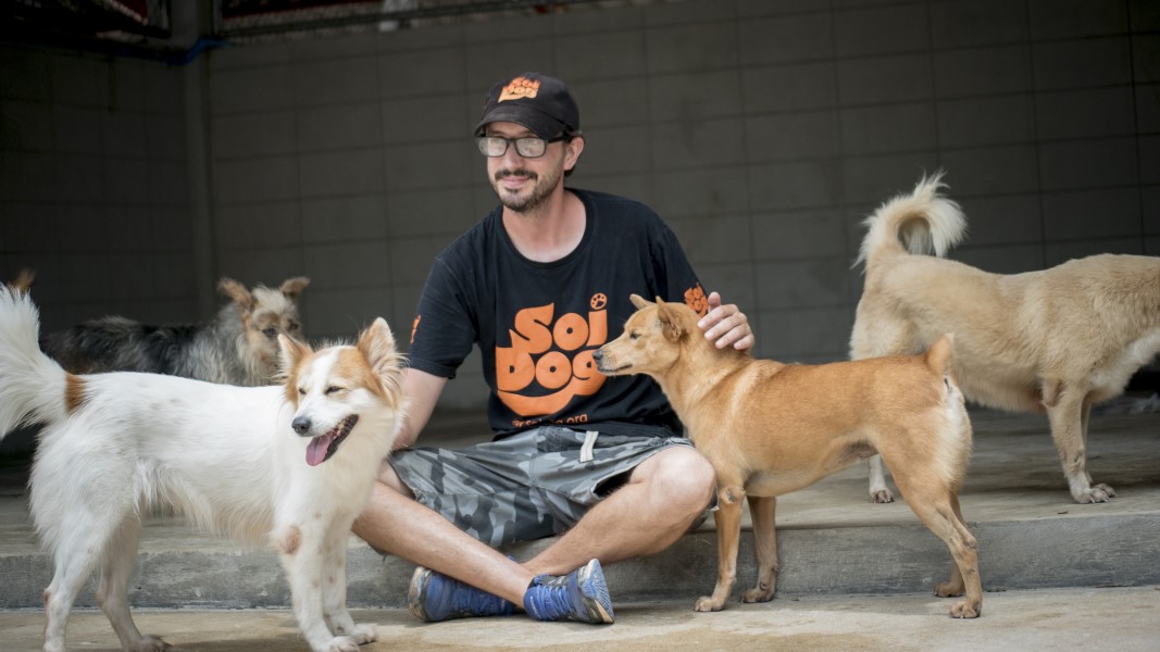 Thailand dogs
